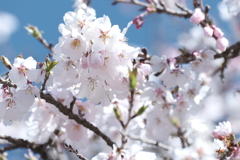 １年に２度咲く桜３