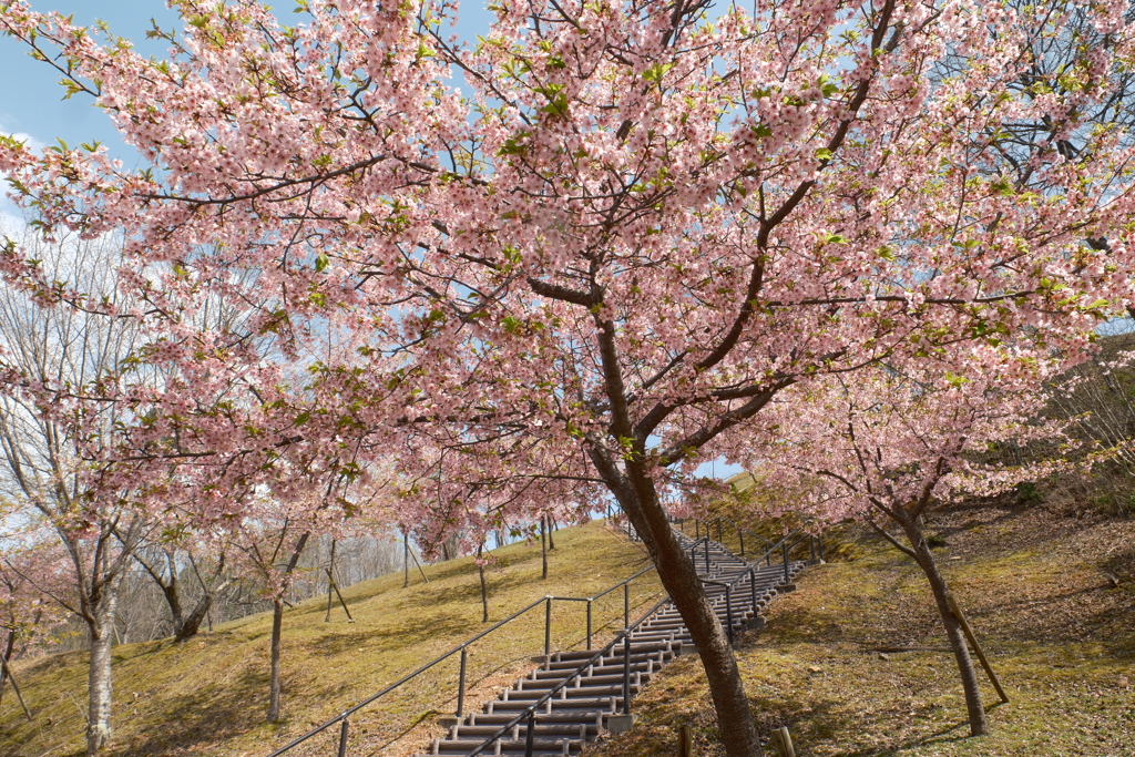 ３月末に見れた桜は河津桜３