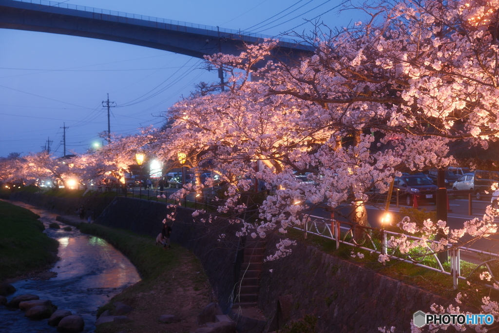 玉湯川堤の夜桜１