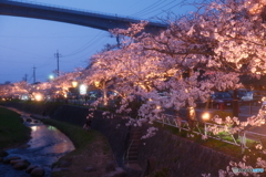 玉湯川堤の夜桜１