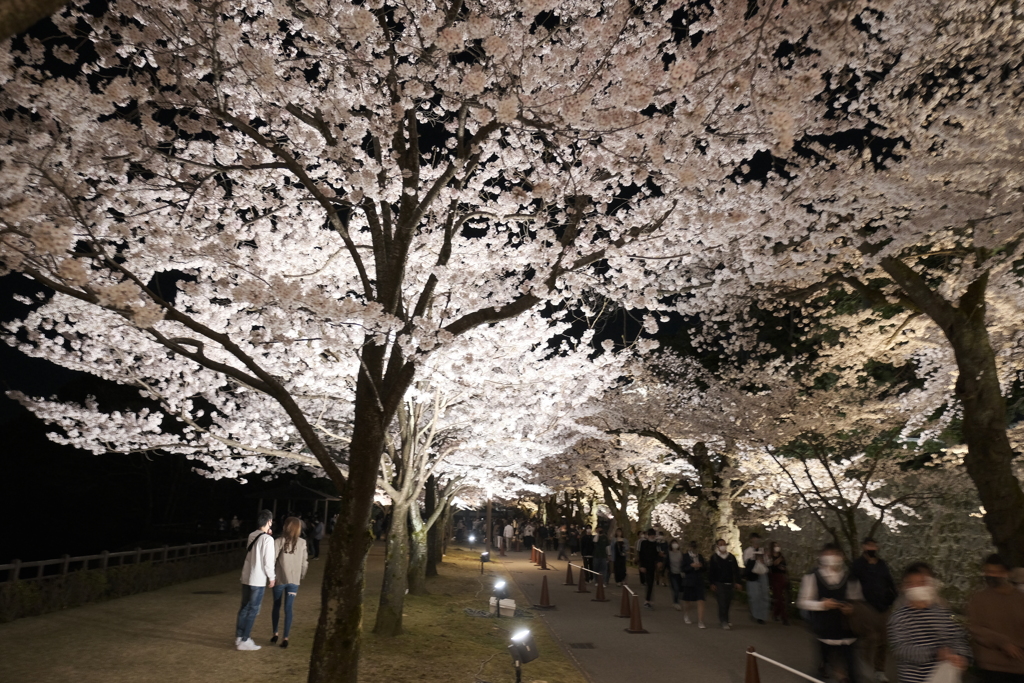 終電迄時間がなかったので大急ぎで撮った夜桜、金沢城公園７