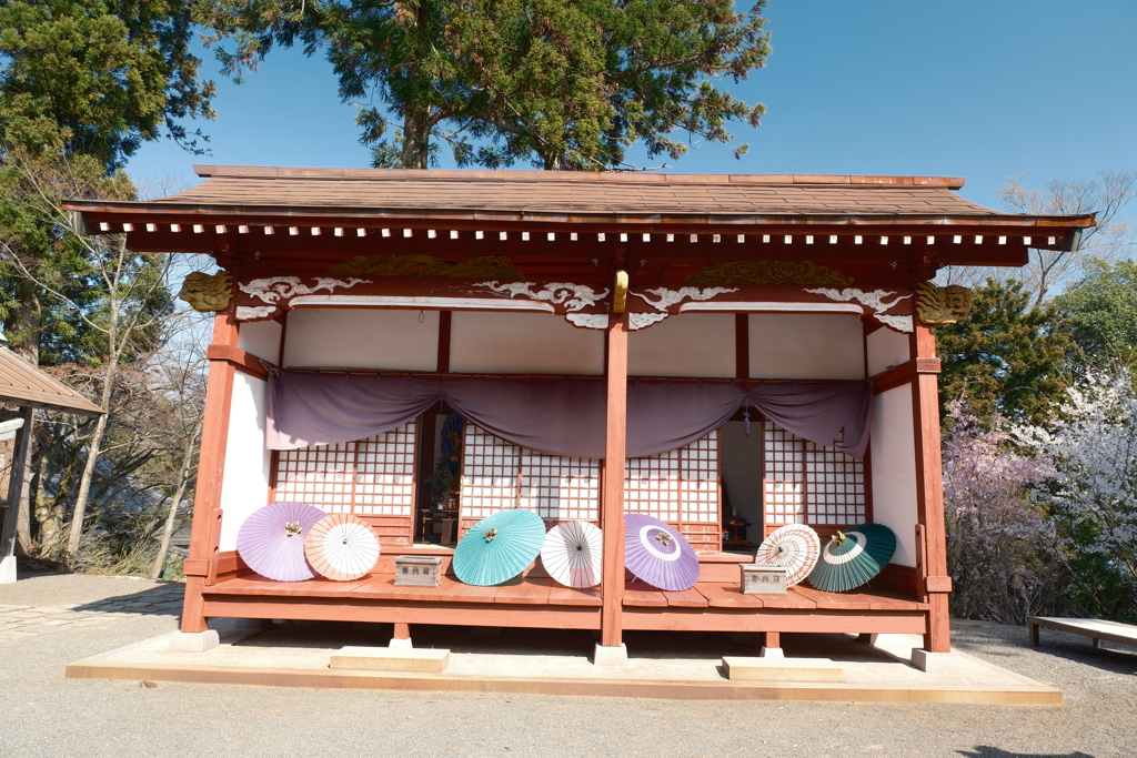 桜の季節で数少ない週末晴れた時６