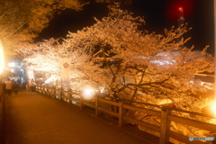 2024福知山城の夜桜６