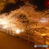 2024福知山城の夜桜６
