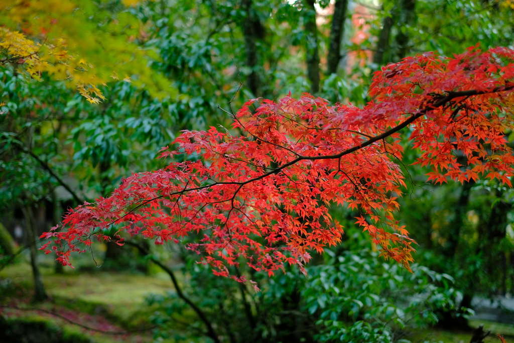 紅葉と後ろに立つ緑葉２