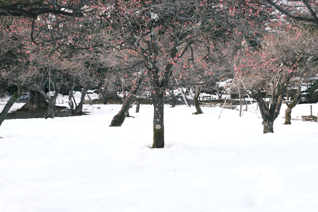 見納めどきの雪景色１４