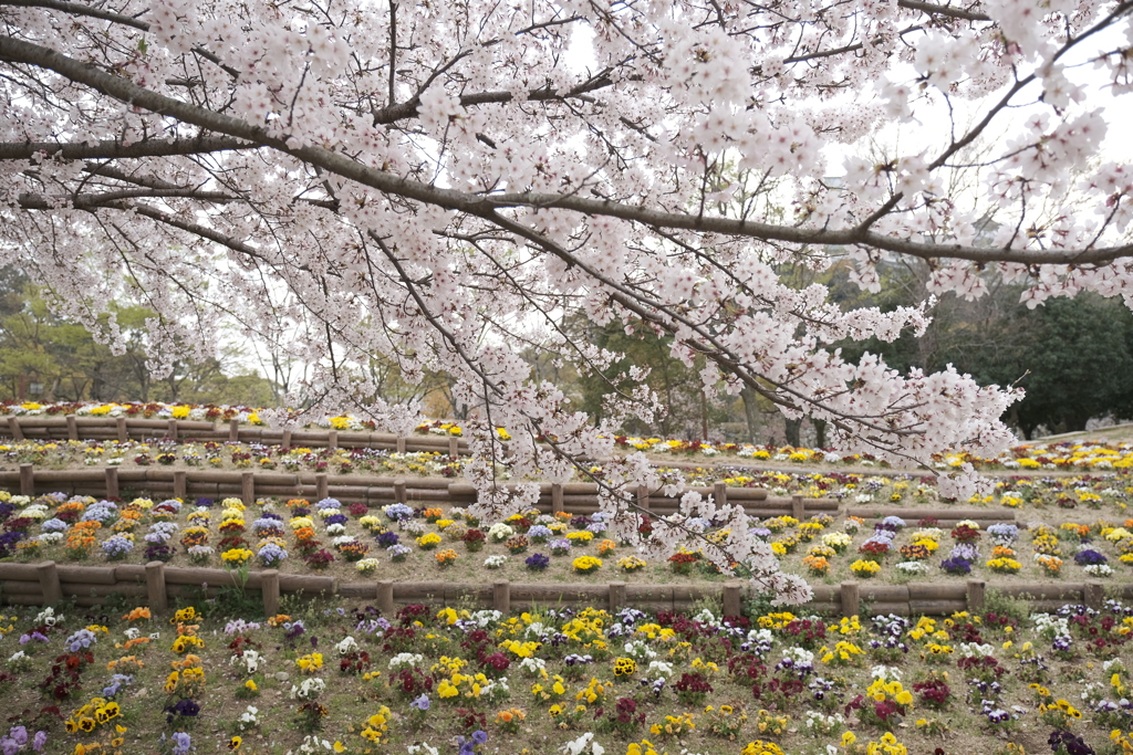 桜は満開、花見客は満杯６