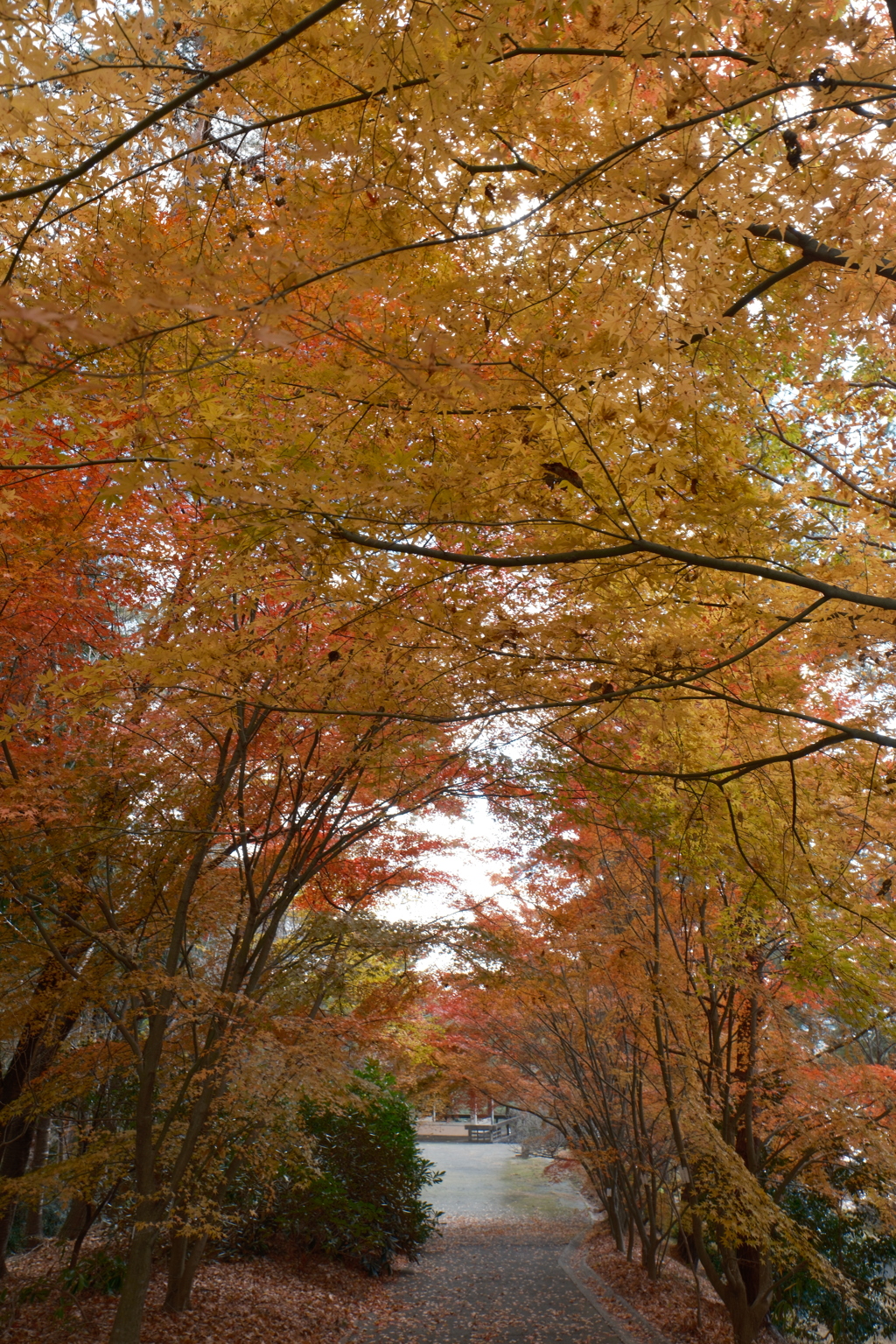 12月の紅葉１７