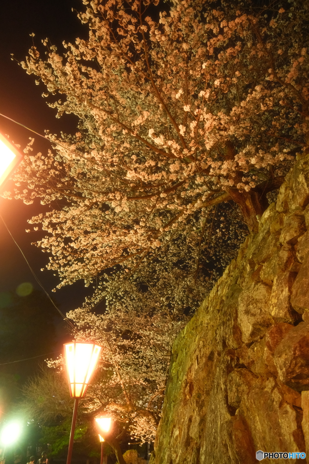 松江城の夜桜９