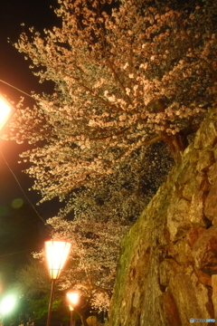 松江城の夜桜９