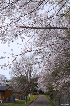 人吉市にて桜巡り２０