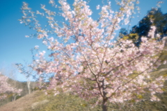 寄り道で見た河津桜は終わりかけ３