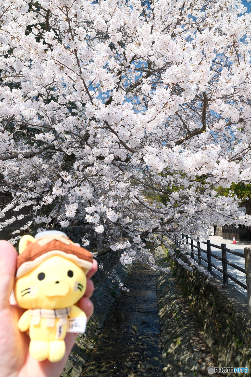 良縁は快晴の桜巡りにあり１１
