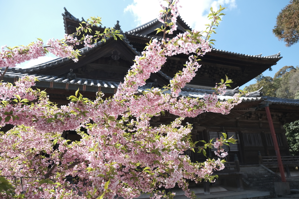 見頃な桜を探して１