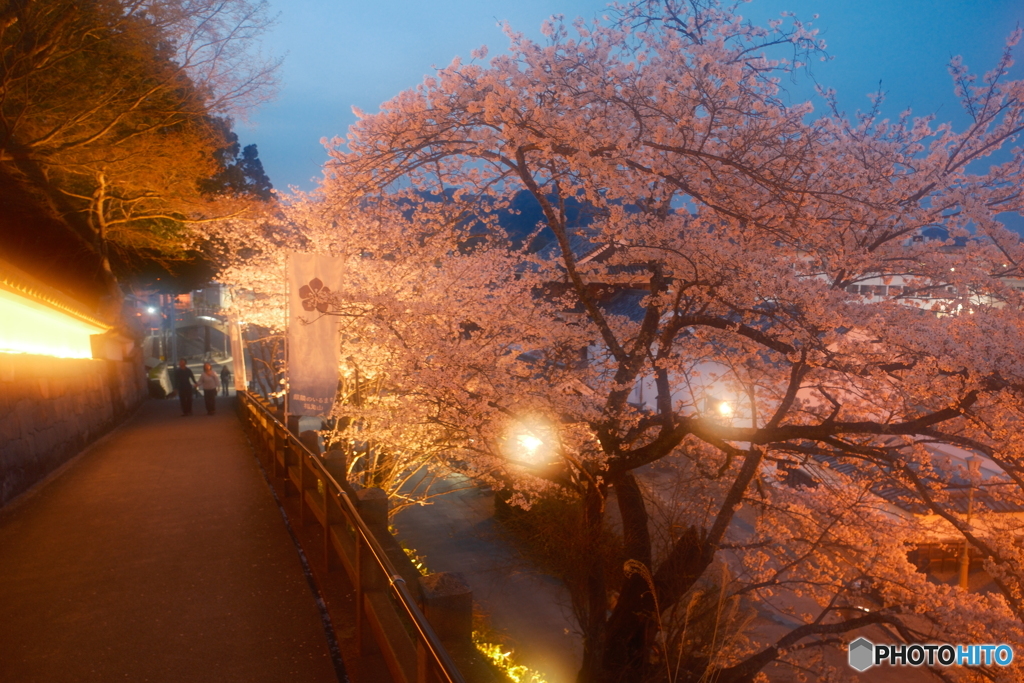 2024福知山城の夜桜１