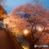 2024福知山城の夜桜１