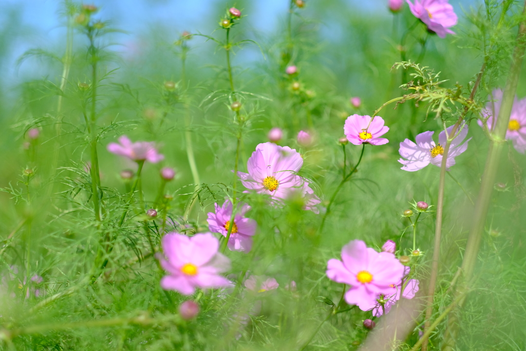 野田町コスモス畑７
