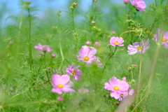 野田町コスモス畑７