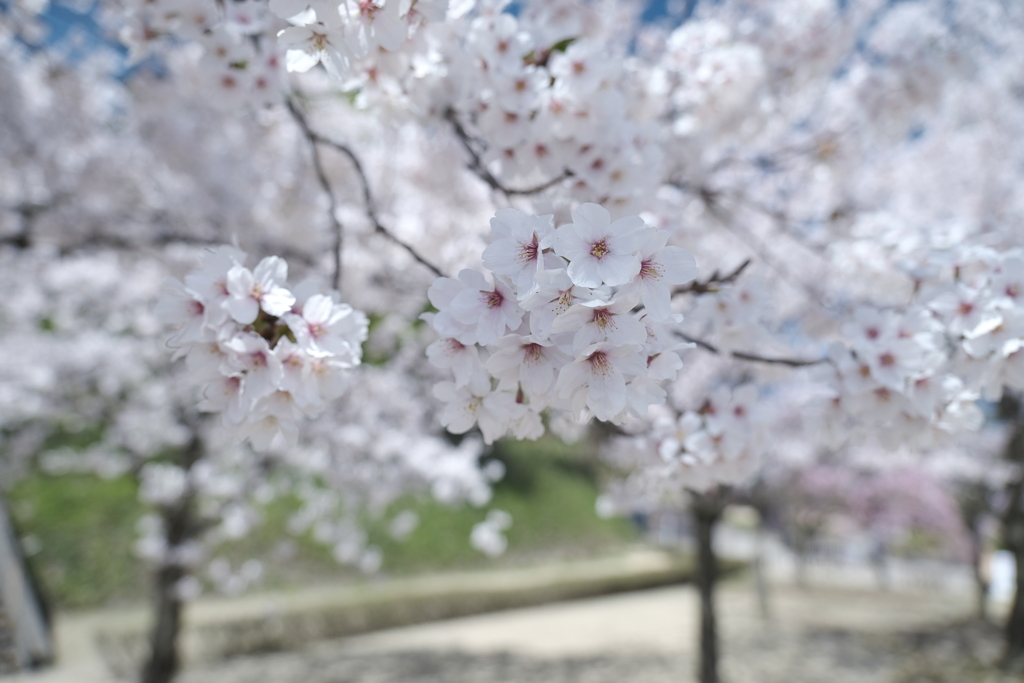 快晴の桜日和、金沢城公園にて２
