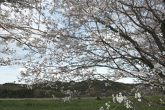 今年の桜は見頃のタイミングに難攻した挙句散り始め、綾部にて１８