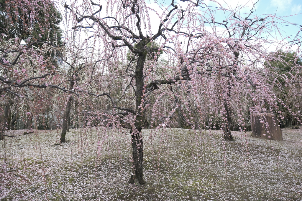 花びらが散っても最後に見せるとき２