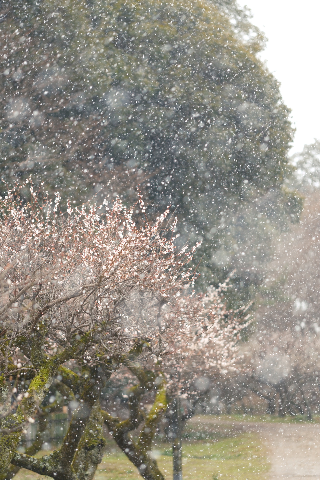 3月後半で梅の花が散りかけた時４