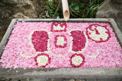 今年やっと見れた梅の花３