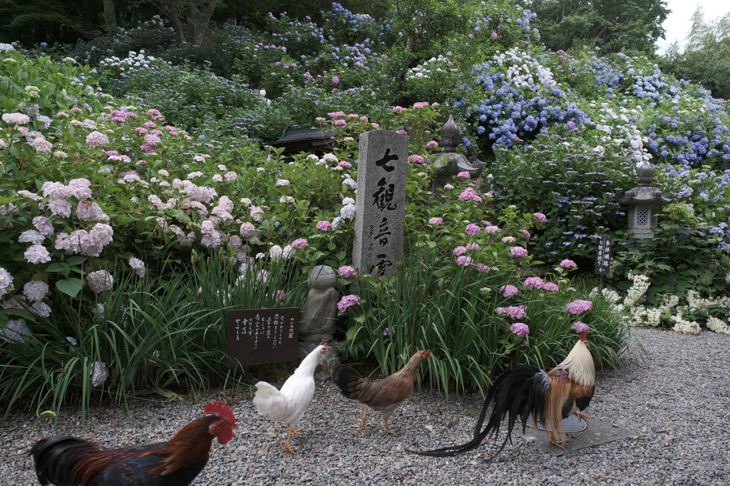 鶏達が紫陽花を満喫しております１