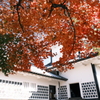 金沢城公園の紅葉巡り６