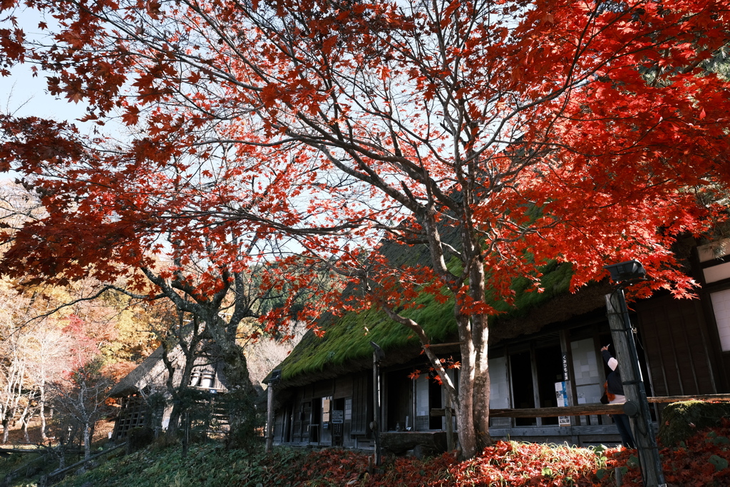 朝晩最早冬の寒さとなった紅葉の旅１０