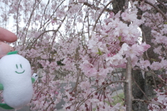 今年の桜は見頃のタイミングに難攻した挙句散り始め、綾部にて１１