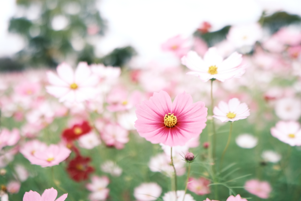 藤原宮跡の秋桜６