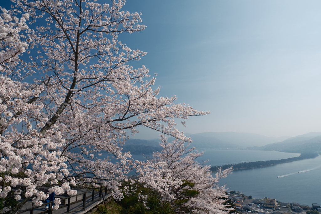 黄砂で霞んだが快晴の桜６