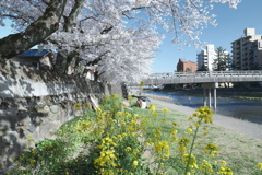 快晴の桜日和、浅野川沿い３