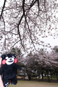 九州で桜を撮りに行くのは初めて８