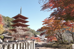 仕事は休業中、紅葉はフル稼働、長谷寺にて５