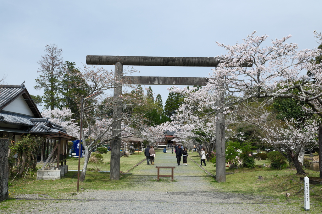 人吉市にて桜巡り７