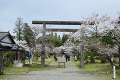 人吉市にて桜巡り７