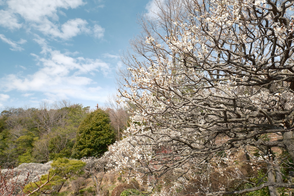 かつて身近だったところも今や遠出、中山寺３