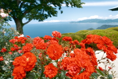 薔薇と海が見れたレインボーライン山頂公園８