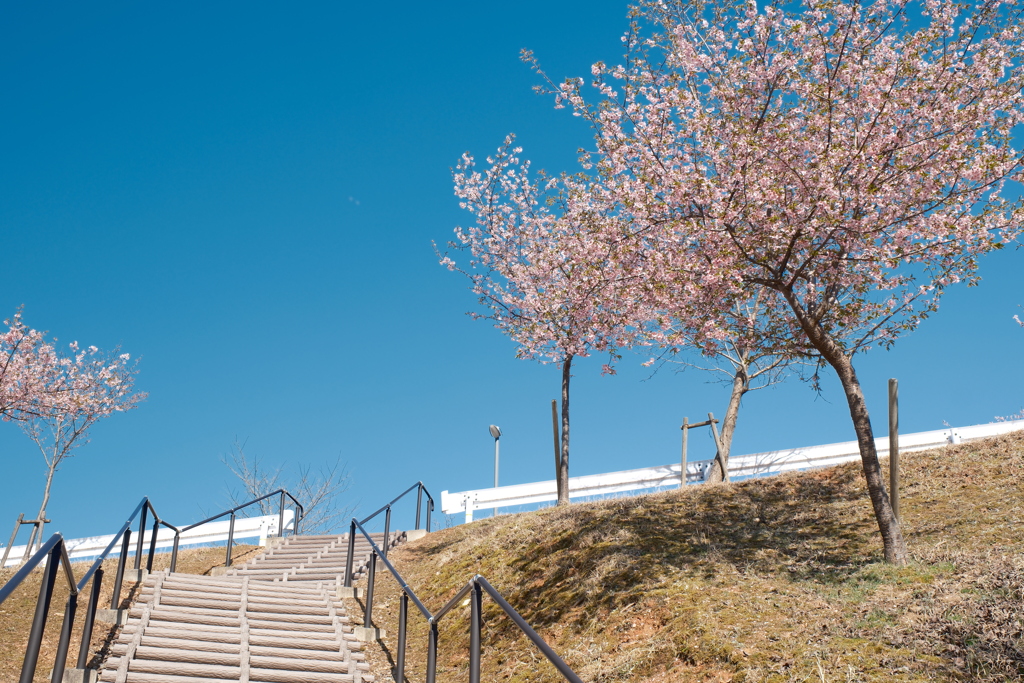 寄り道で見た河津桜は終わりかけ１