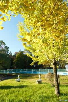 思えば九州で紅葉を撮りに行くのは初めての旅だった１４