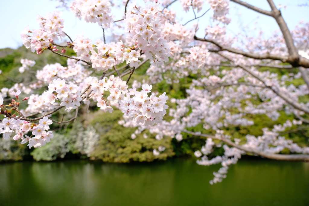 桜は満開、花見客は満杯１０