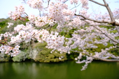桜は満開、花見客は満杯１０