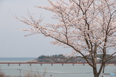 2024年由良川橋梁と桜
