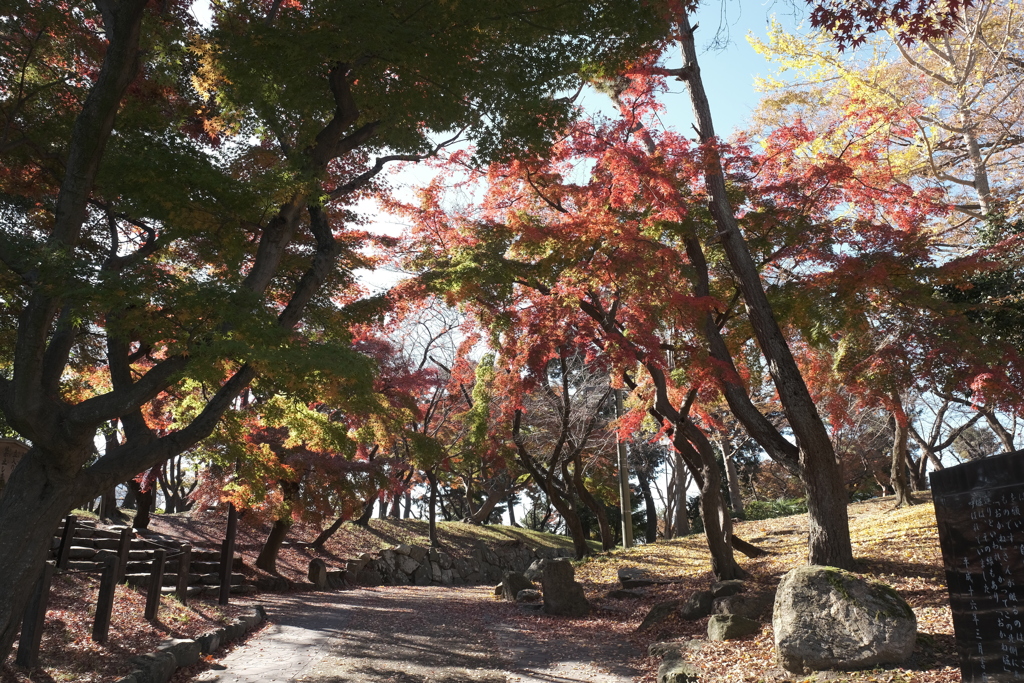 休業期間も終わり、紅葉も終わろうとするとき５