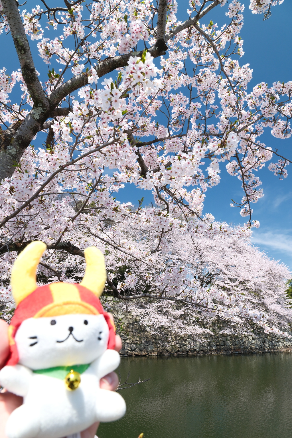 今年の桜の見納めに彦根城１
