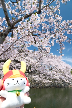 今年の桜の見納めに彦根城１