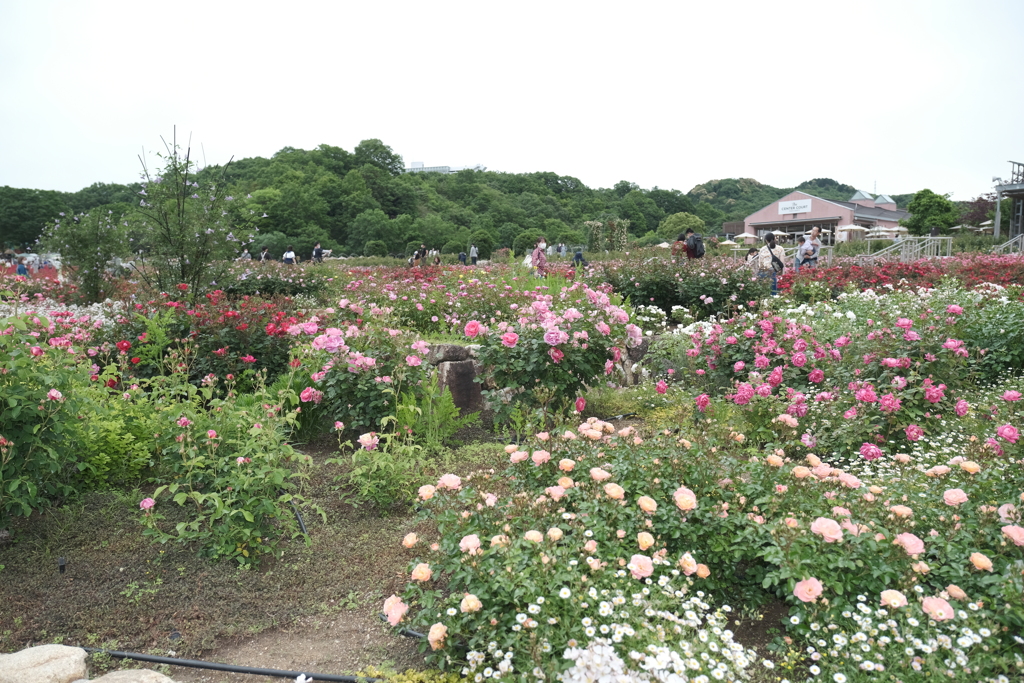 広大な薔薇園、ぎふワールドローズガーデン１３