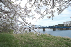 今年の桜は見頃のタイミングに難攻した挙句散り始め、綾部にて３